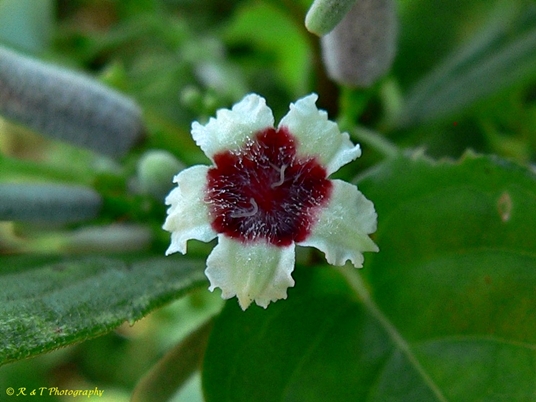 {Paederia foetida}